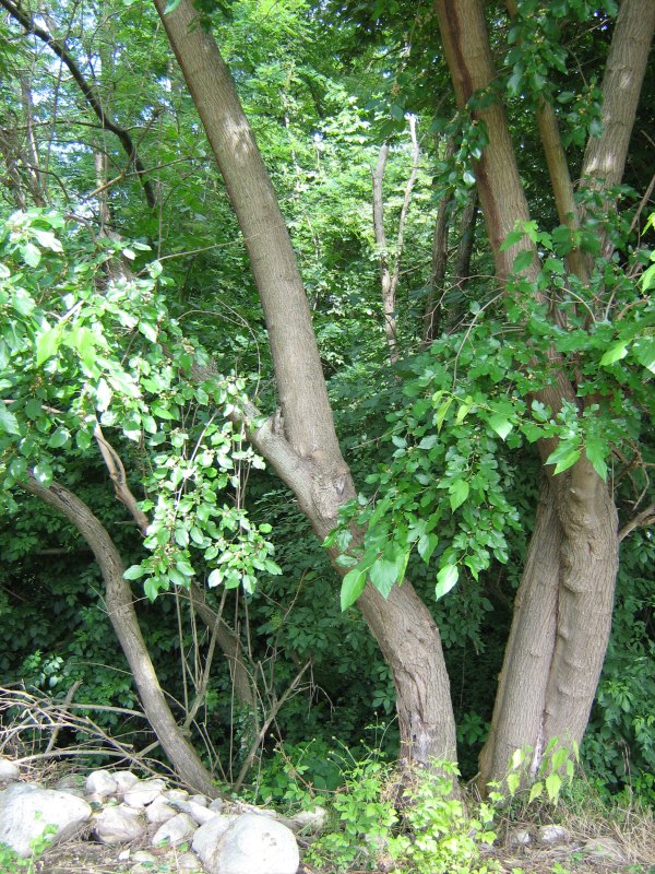 Morus alba / Gelso bianco